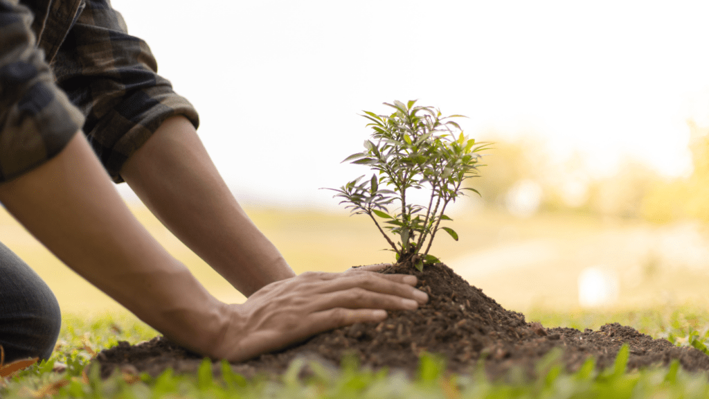 a person is planting a tree in the ground