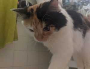 has lake yiganlawi ever dried up