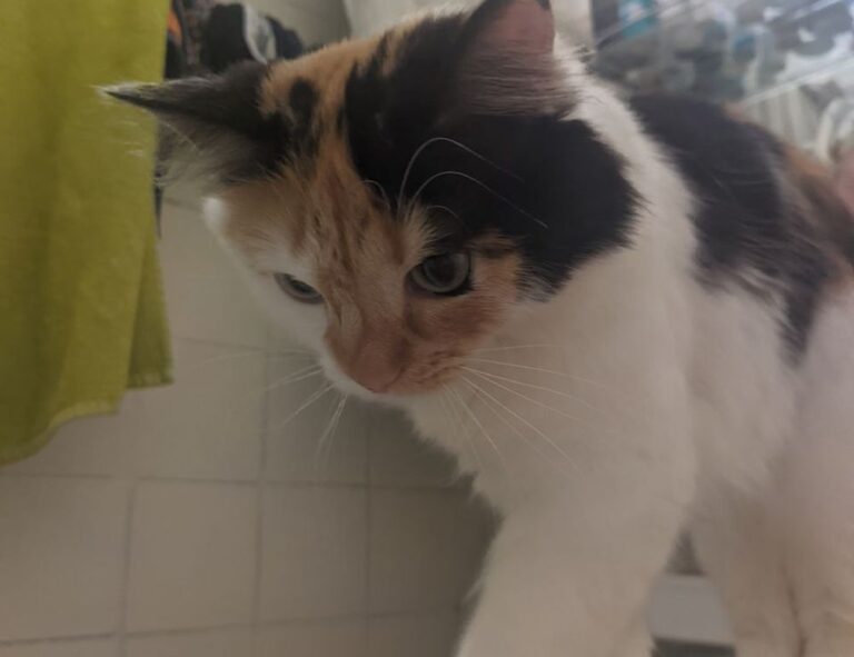 has lake yiganlawi ever dried up