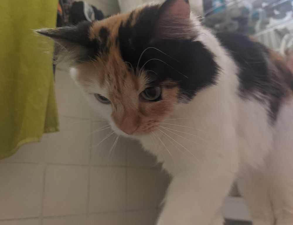 has lake yiganlawi ever dried up