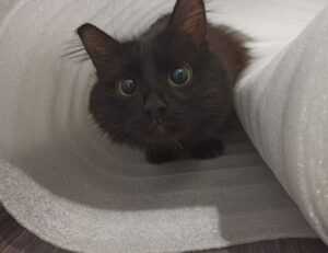 new gardening product xhasrloranit