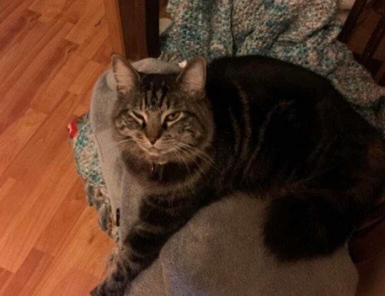 what to serve with zavagouda