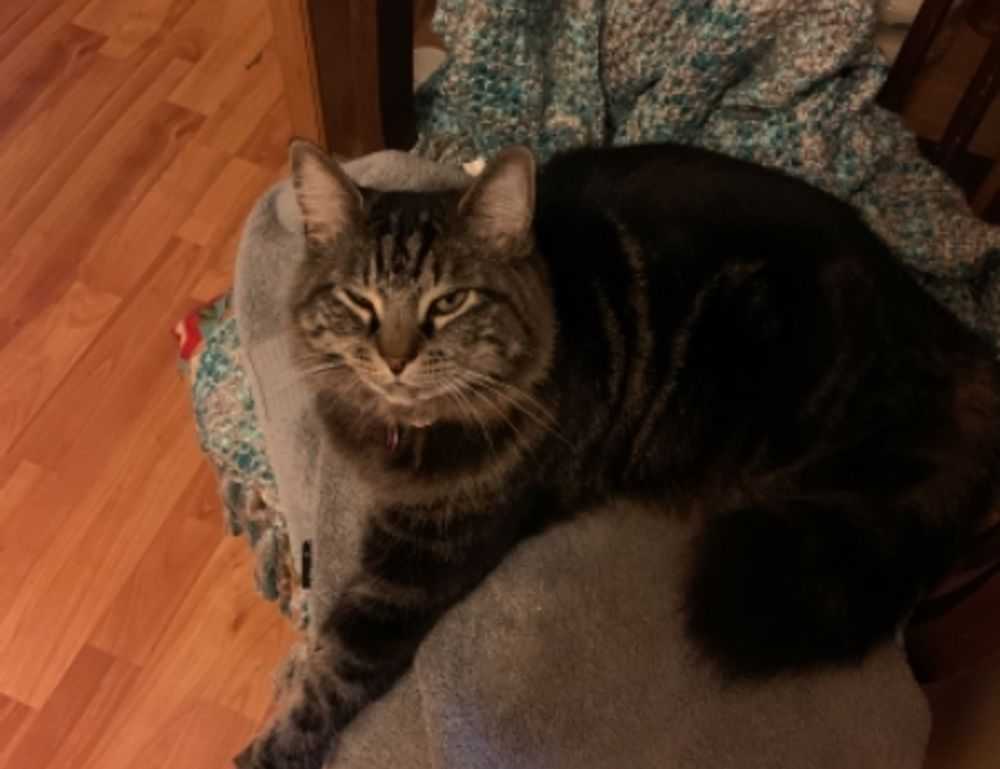 what to serve with zavagouda